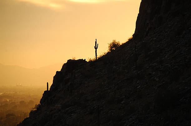 Cactus on Desert Ridge stock photo