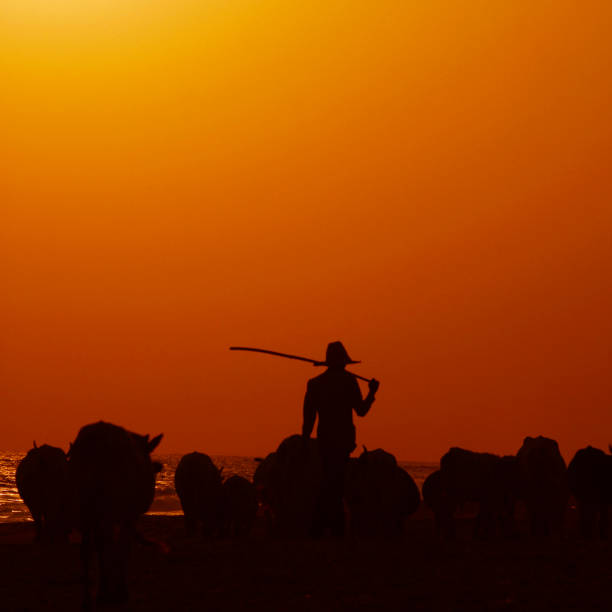 istock Silhouette of Herdsman and Cows on Beach 108222935