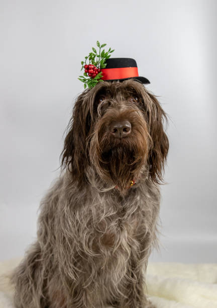 istock dog for christmas 1082229658