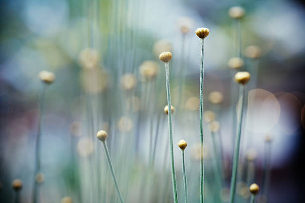 stacked photograph of blossoms of hedera commonly called ivy
