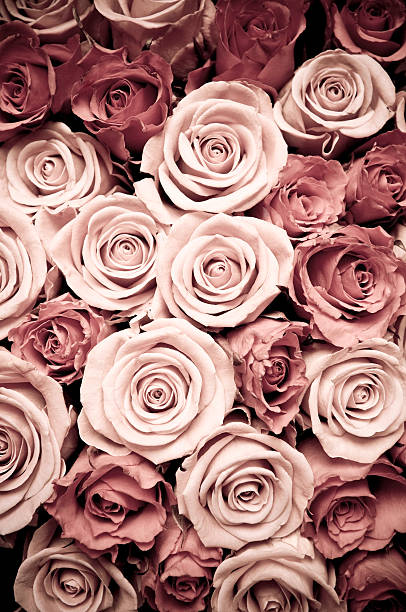 Pink roses
