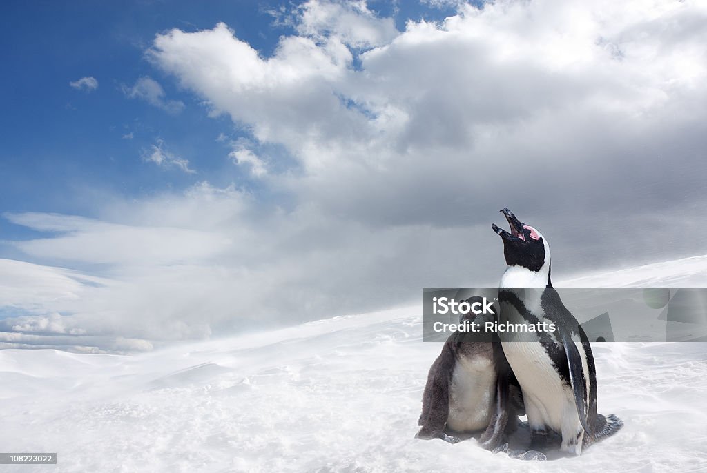 Canta Penguins - Foto de stock de Pingüino libre de derechos