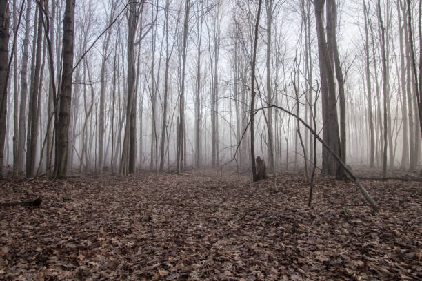 Remote Michigan forest in panoramic orientation and fog at the horizon.