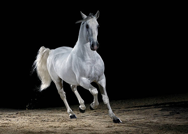 Lipizzaner horse trotting  white horse running stock pictures, royalty-free photos & images