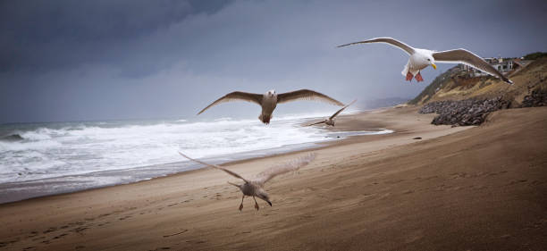 A scene by the sea, seagulls flying over the sand, ocean crashing, and a dark cloudy sky.  Some motion blur on the birds. Horizontal with copy space.