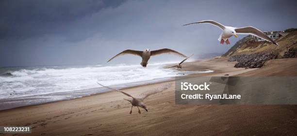 The Ocean Beach With Flying Birds And Stormy Sky Stock Photo - Download Image Now - Animal Themes, Animal Wildlife, Animals In The Wild