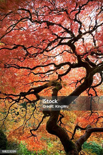 Foto de Jardim Japonês No Outono e mais fotos de stock de Beleza natural - Natureza - Beleza natural - Natureza, Cena de tranquilidade, Dia