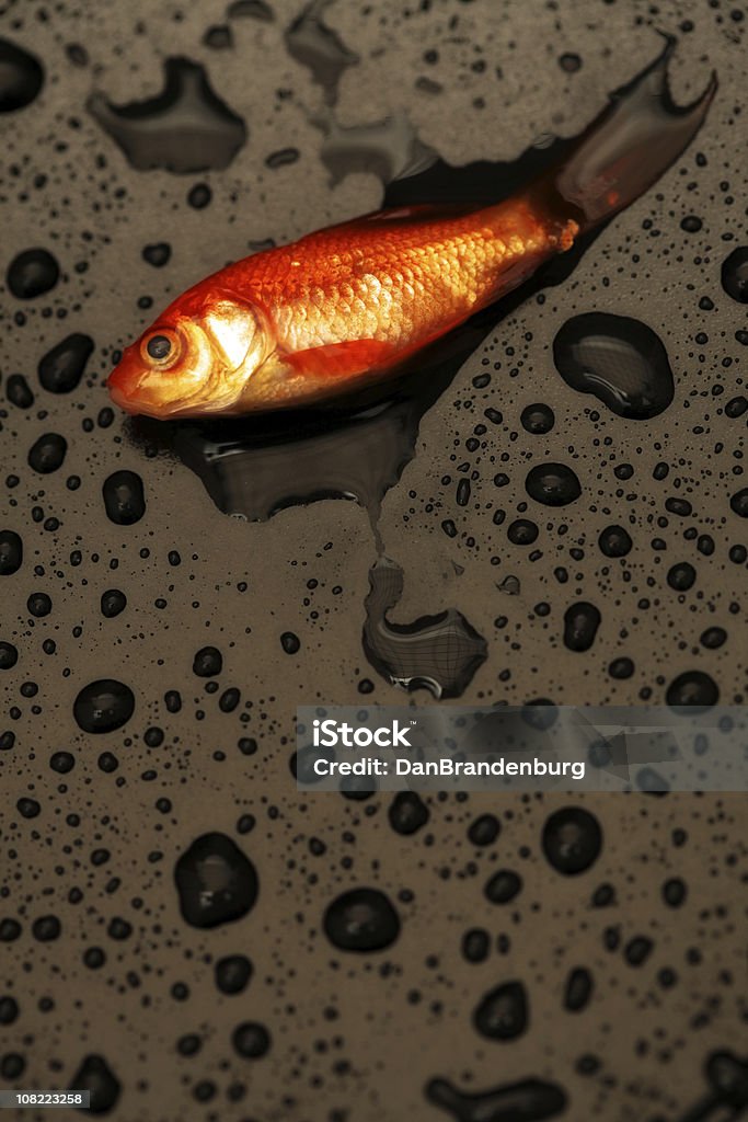 Peces muertos - Foto de stock de Carpa dorada libre de derechos