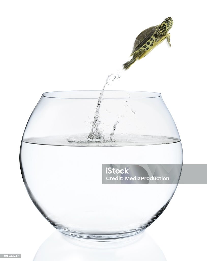 Turtle-Jumping des Fish Bowl - Lizenzfrei Goldfischglas Stock-Foto