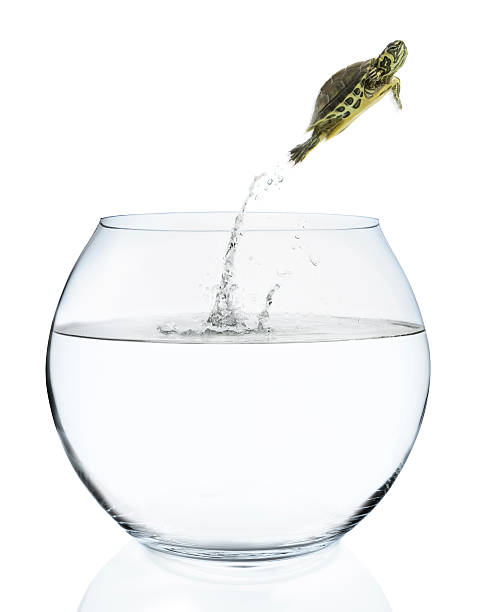 istock Turtle Jumping Out of Fish Bowl 108223287