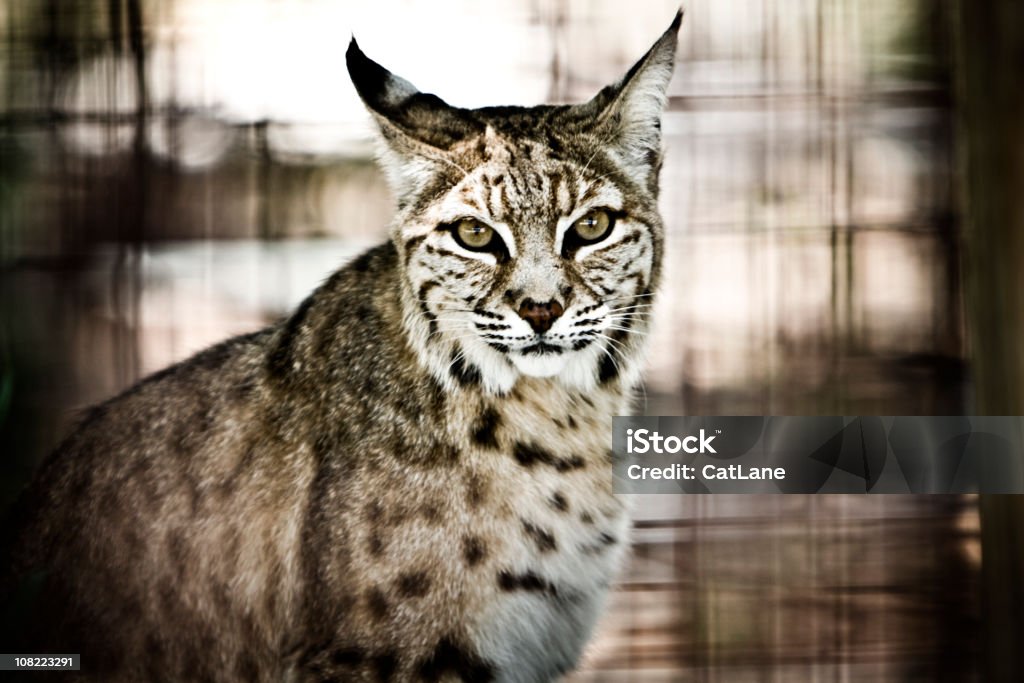 Bobcat - Photo de Animaux à l'état sauvage libre de droits