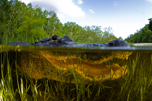 Alligator on river bank in a swamp in Louisiana