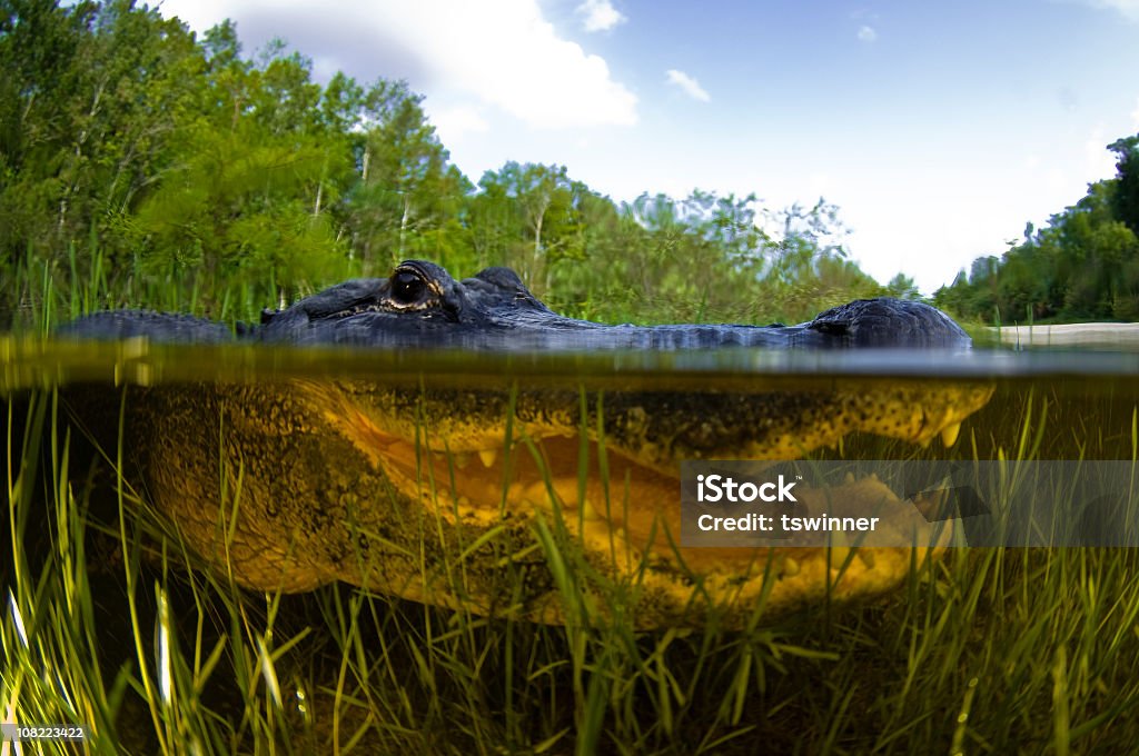 A closeup of an alligator under water American Alligator, Alligator mississipiensis, Split over and under water shot, Florida Everglades Everglades National Park Stock Photo