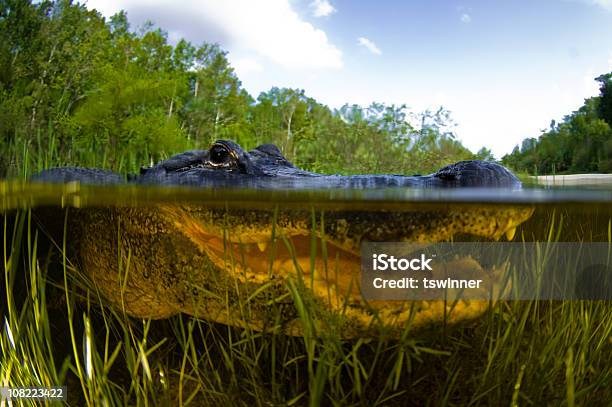 A Closeup Of An Alligator Under Water Stock Photo - Download Image Now - Everglades National Park, Florida - US State, Underwater