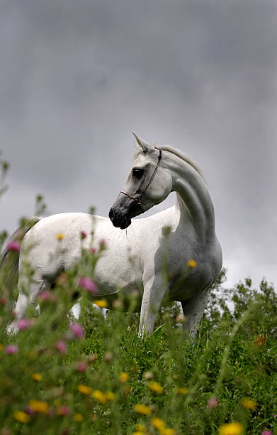 bela criação árabe mare - horse arabian horse arabia white imagens e fotografias de stock