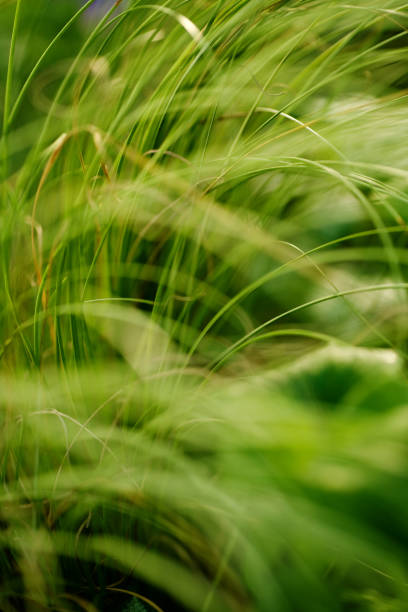 Serene landscape of dry grass plants growing in sandy soil, evoking a sense of calm and simplicity in a natural setting.
