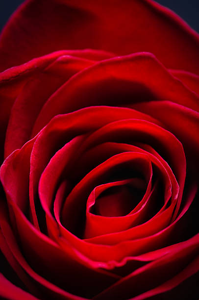 istock Close-up of Red Rose with Open Petals 108223505