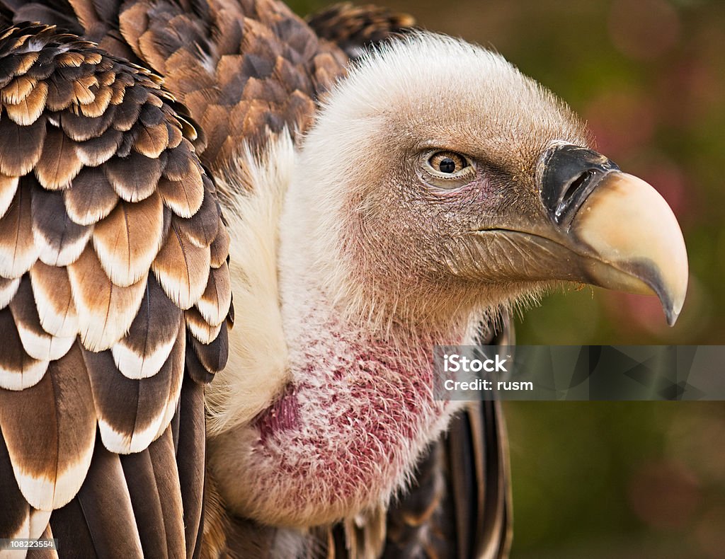 СиП Портрет - Стоковые фото Гриф - хищная птица роялти-фри