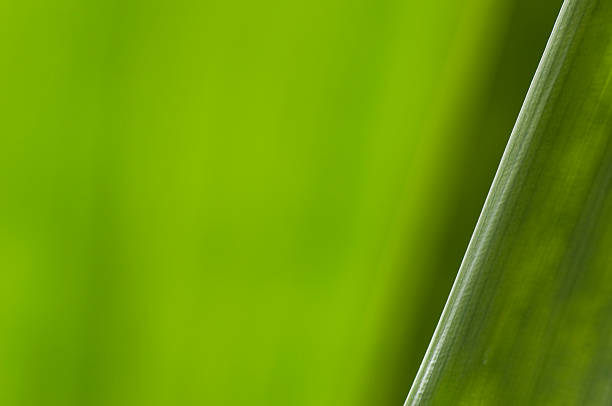 a close up shot a slice of long leaf with green background in natural light. Suitable for background use.Green images:\n[url]http://www.istockphoto.com/file_search.php?action=file&lightboxID=5476991[/url]