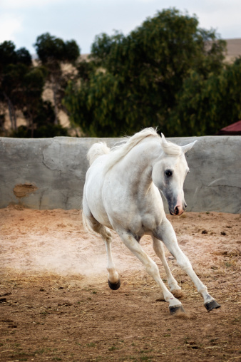 White horse grazing and eating grass in pasture in early spring