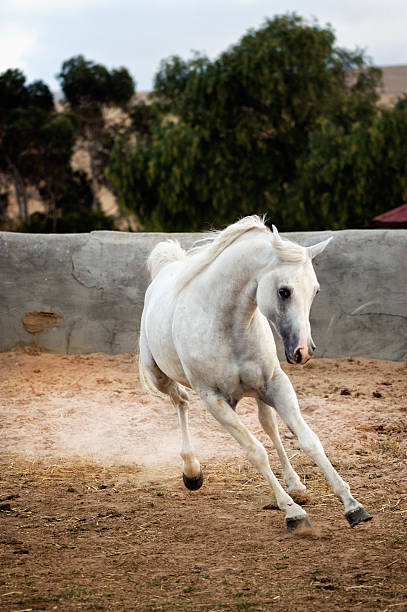 chutar um pó - horse arabian horse arabia white imagens e fotografias de stock