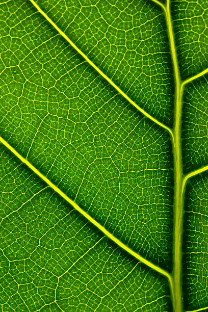 Leaf