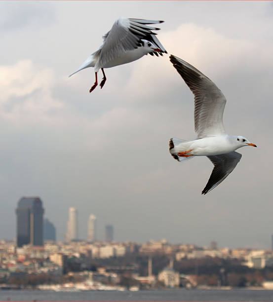 Iconic Istanbul cityscape with flying seagull at sunset.