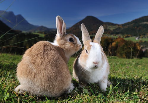 Two lovely brown and black rabbits squat in an outdoor enclosure during the summer.