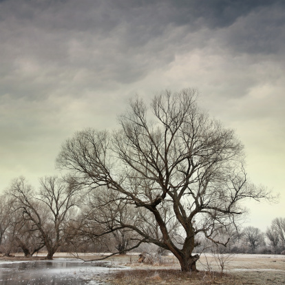 Ancient large oak tree in a winter field
