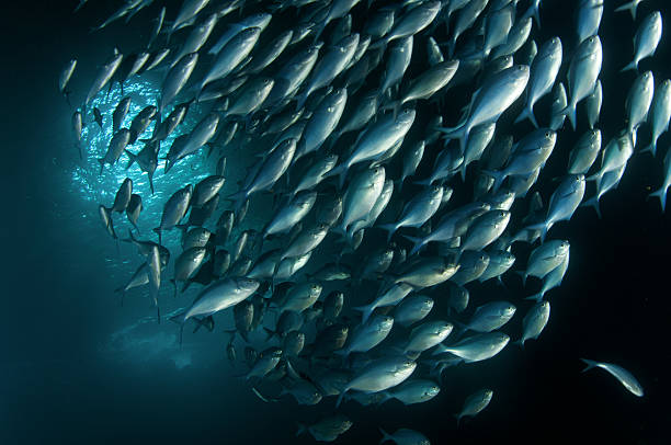 blue peixes nadam juntas - macaca - fotografias e filmes do acervo