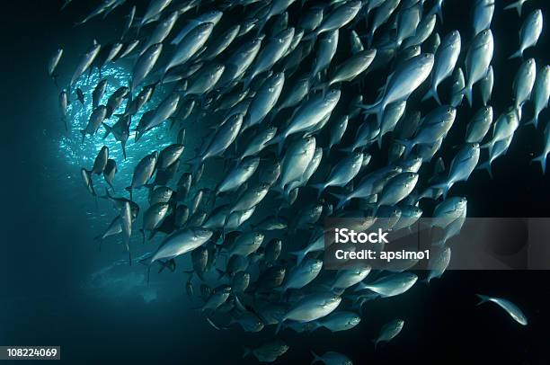 Foto de Blue Peixes Nadam Juntas e mais fotos de stock de Enchova - Enchova, Nova Zelândia, Cardume de Peixes