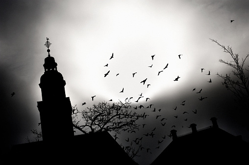 A silhouette of a crow against a gloomy grey sky