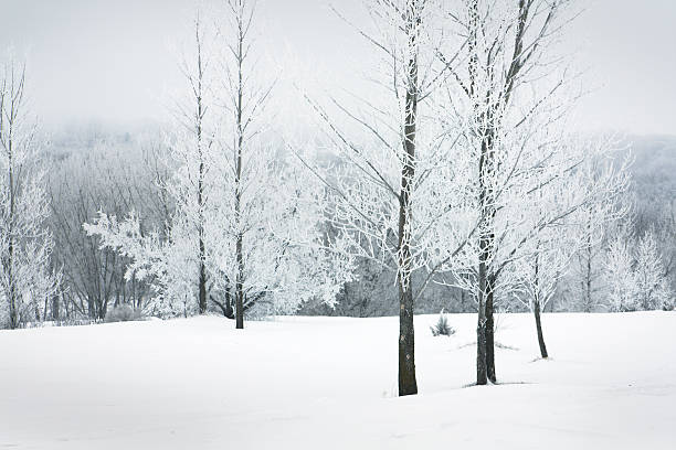 Winter landscape
