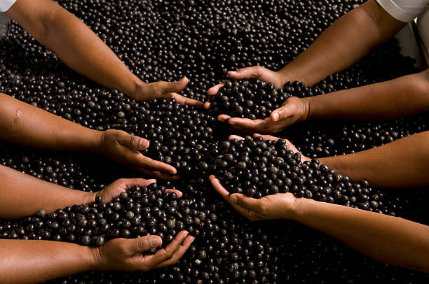 12,400+ Acai Stock Photos, Pictures & Royalty-Free Images - iStock