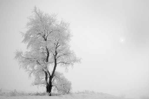 Gorgeous snowy tree in the morning fog.  Small bright spot on right side is the sun peeking through.