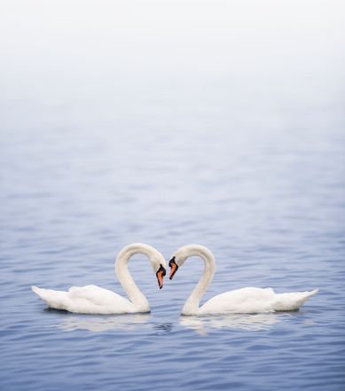 Cisnes en un lago feliz en amor photo