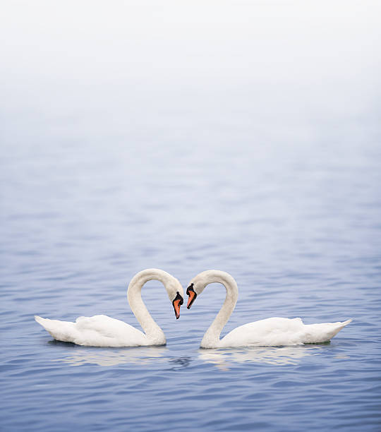 Swans on a lake happily in love