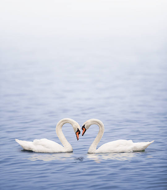 Swans on a lake happily in love  swan photos stock pictures, royalty-free photos & images