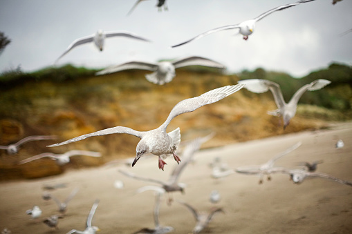 A large flock of gulls, flying along the Oregon coast.  Very shallow depth of field.  Horizontal with copy space.
