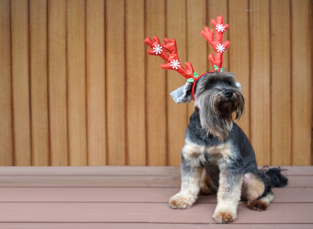istock Funny Christmas decoration on mix breed dog head 1082245672