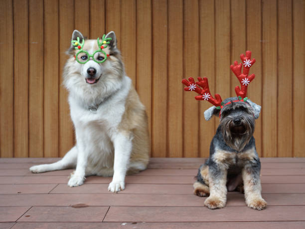 istock Funny Christmas decoration on mix breed dog head 1082245678
