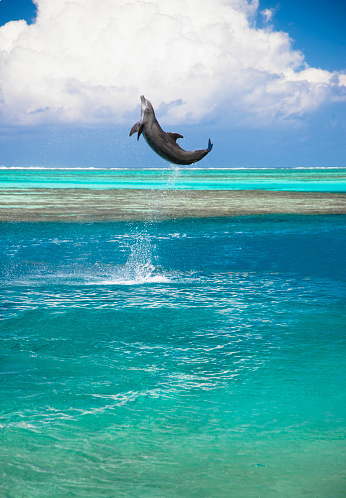 Dolphin jumping into the air over turquoise lagoon. The cute dolphin made a salto during his jump, that`s the reason of the body position of the dolphin.