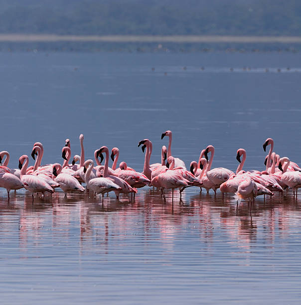Flamingo Posing in a beautiful lake with two brown wild ducks passing through