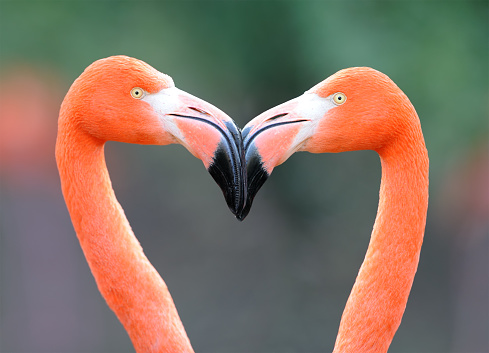A Red American Flamingo or Phoenicopterus ruber are cleaning their feathers