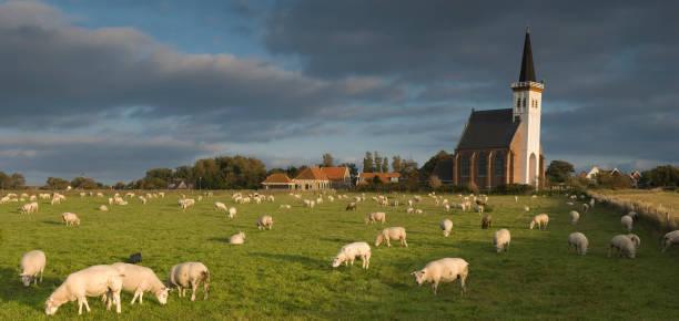 Flock of sheep and lambs resting and grazing on a grassy dike in the Dutch countryside