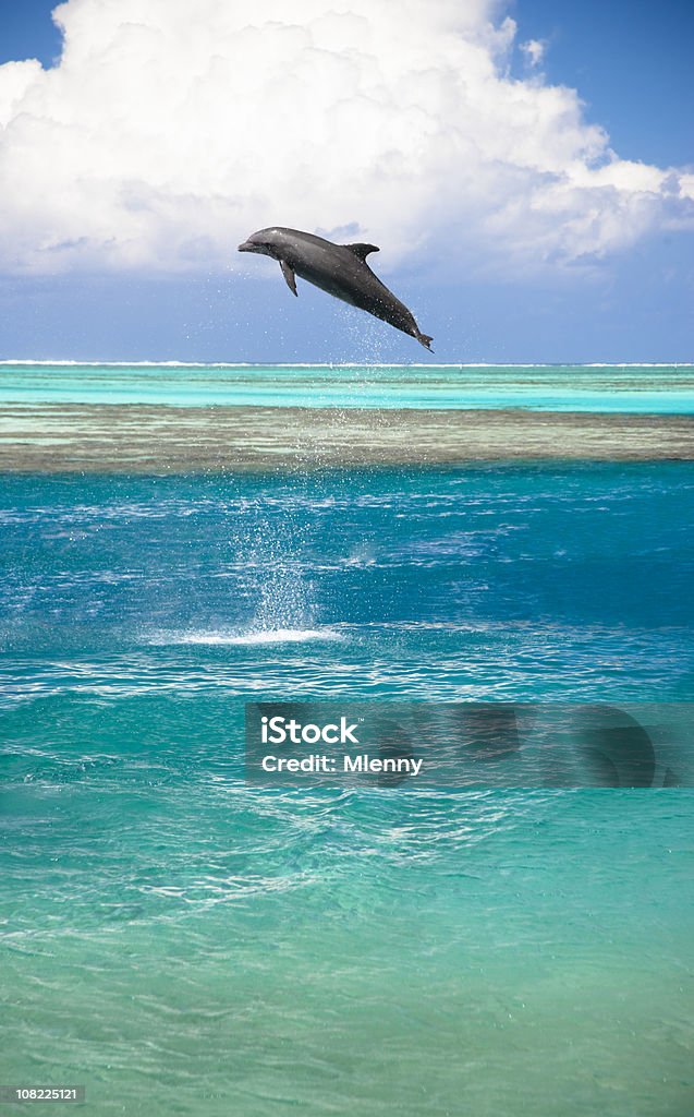 Salto en aguas turquesas de la laguna dolphin - Foto de stock de Moorea libre de derechos