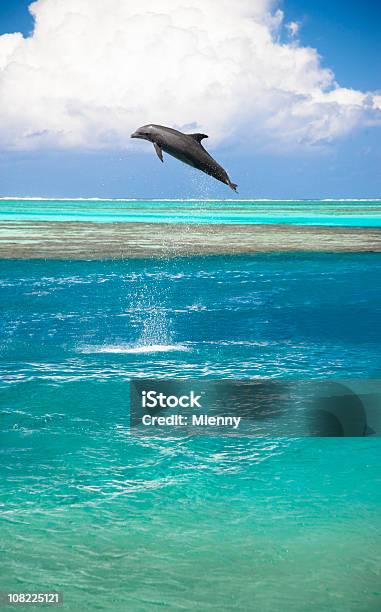 Salto En Aguas Turquesas De La Laguna Dolphin Foto de stock y más banco de imágenes de Moorea - Moorea, Delfín, Saltar - Actividad física