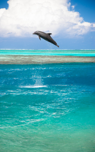 Happy dolphin jumping high into the air over blue-turquoise south pacific lagoon. Shot on Moorea Island Lagoon, Tahiti, Society Islands, French Polynesia.
