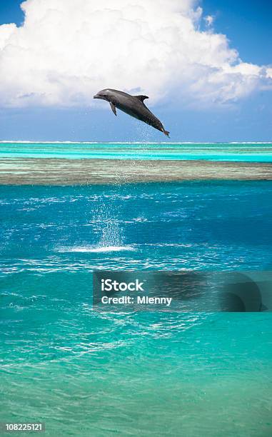 Foto de Saltando Golfinhos Na Lagoa Azulturquesa e mais fotos de stock de Moorea - Moorea, Golfinho - Cetáceo, Pular