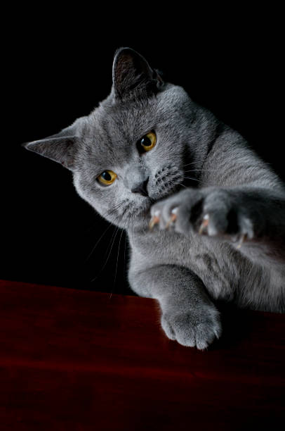 British shorthair blue cat lying on the floor with funny and cute expressions